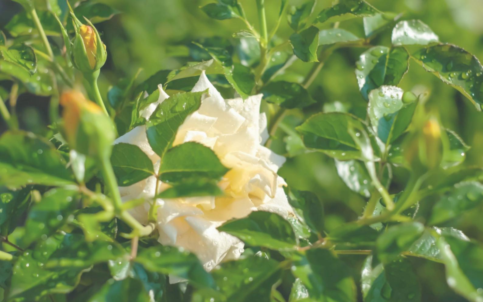 Early flower arrangements displayed at weekend market stall