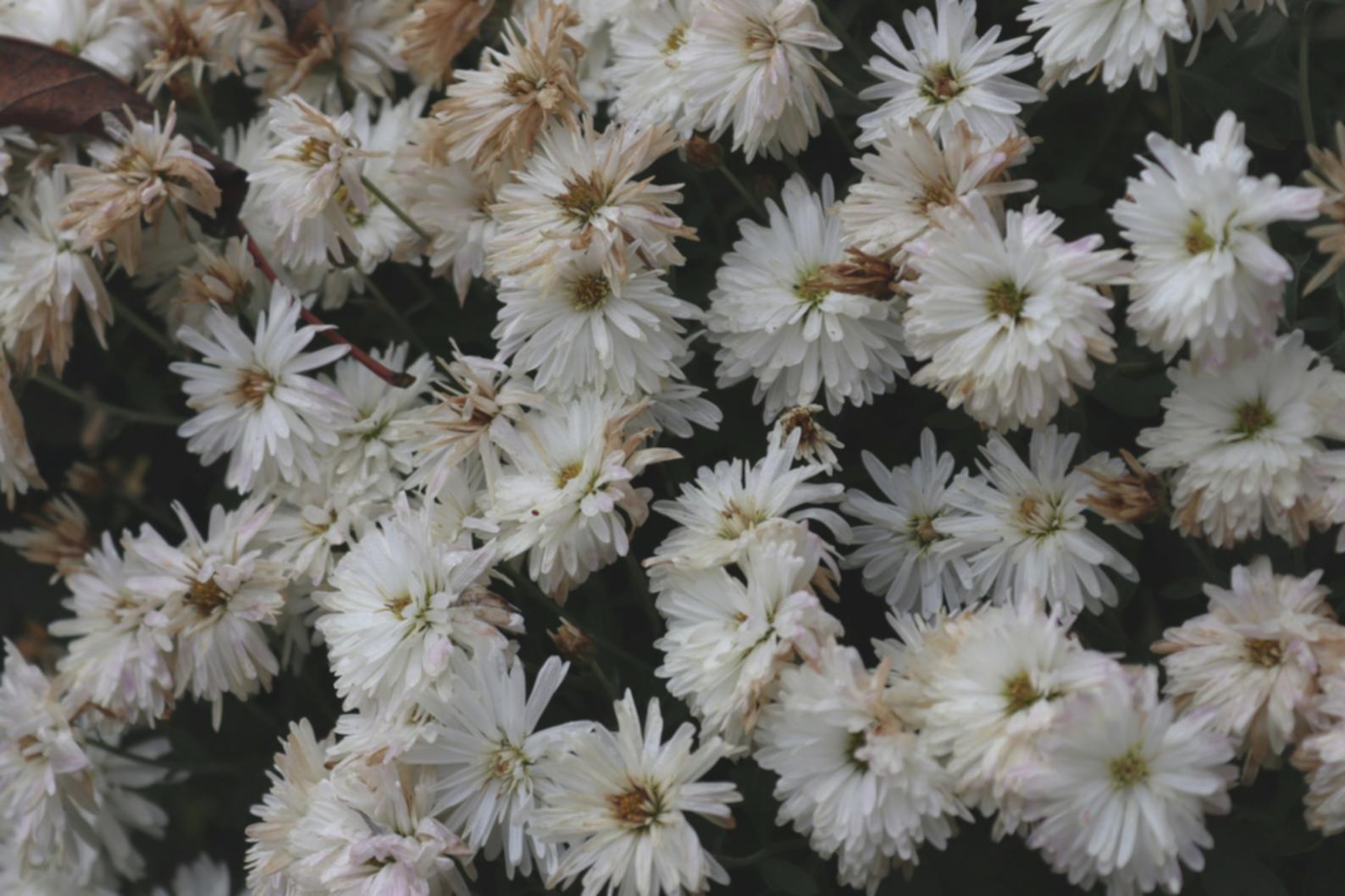 Beautiful event setup representing our vision for future celebrations